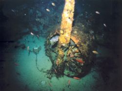 A beautilful and very big Conger conger in the motor of a... by Ferdinando Meli 